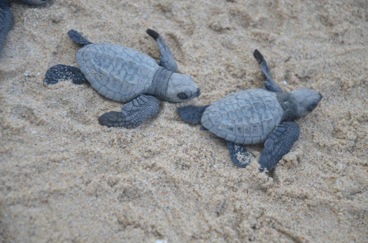 Turtle Beach House Vengurla Zewnętrze zdjęcie