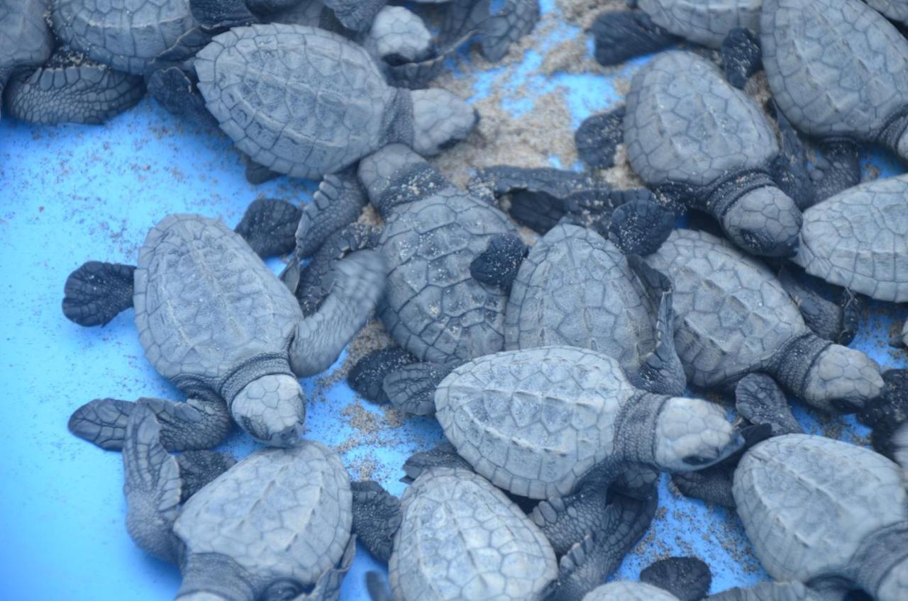 Turtle Beach House Vengurla Zewnętrze zdjęcie