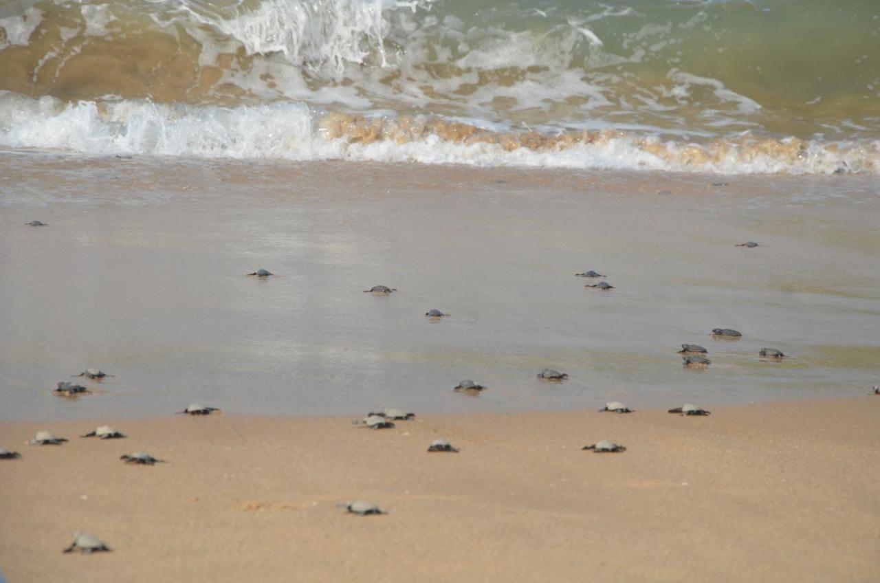 Turtle Beach House Vengurla Zewnętrze zdjęcie